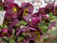 Schneerosen auberginefarben